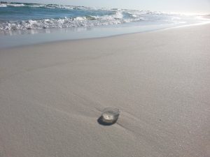 Jellyfish: The Inspiration behind my Art